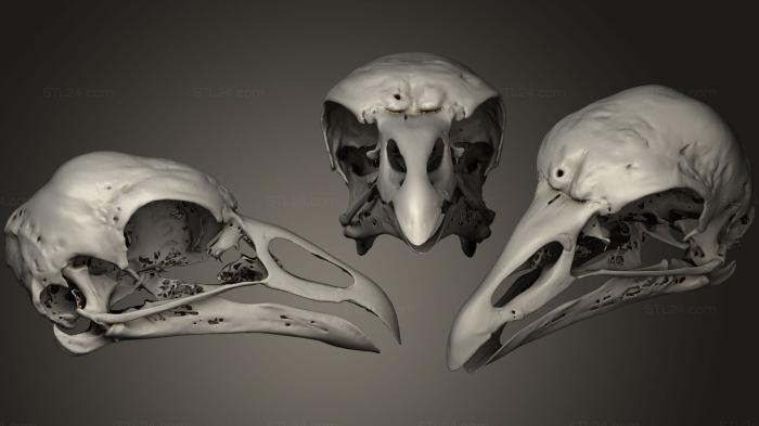 Анатомия скелеты и черепа (Черепа животных 023, ANTM_0230) 3D модель для ЧПУ станка